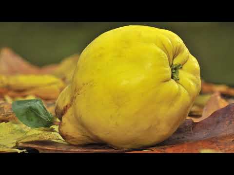 Reč struke ep. 179 29.05.2018. - Gajenje dunje