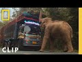 Elephant Cleverly Steals Sugar Cane Off A Truck In Thailand Secrets Of The Elephants