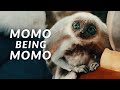 Momo the lemur being a comedic relief in avatar the last airbender live action (netflix)