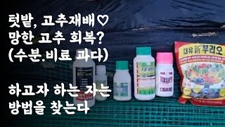 텃밭, 고추 재배 / 망한 고추 회복?(수분.비료과다) / 하고자 하는자는 방법을 찾는다