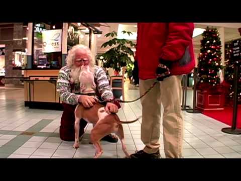 Wallace the Red Nosed Pit Bull