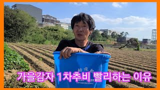 가을 홍감자 1차추비 빨리하는 이유~