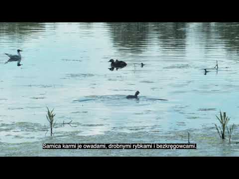 Stawy Milickie: Poznaj naturę bez barier