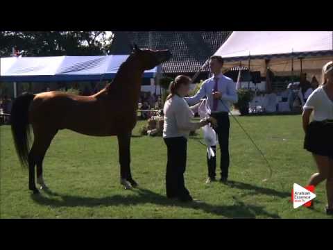 3rd Place N.67 E.S. RIVAS - Ströhen 2015 C-Show - Senior Stallions Championship (Class 18)