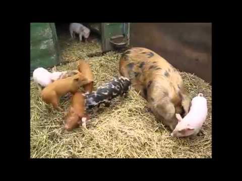 Pigs Thrown Down to Architects