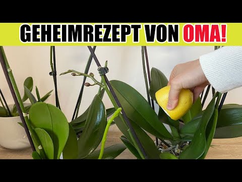 , title : 'Gieße dies der Orchidee und sie wird reichlich blühen - Sie wird lebhafte harte Blätter bekommen'