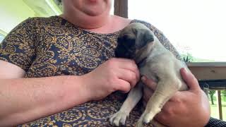 Video preview image #2  Breeder Profile in CHATTANOOGA, TN, USA