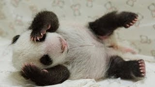 preview picture of video 'Adorable baby panda meets mama at Taiwan zoo as she gets licked clean by her mother'
