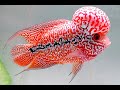 10 Best Types of Kamfa Flowerhorn Fish | Beautiful Red Kamfa Flowerhorn