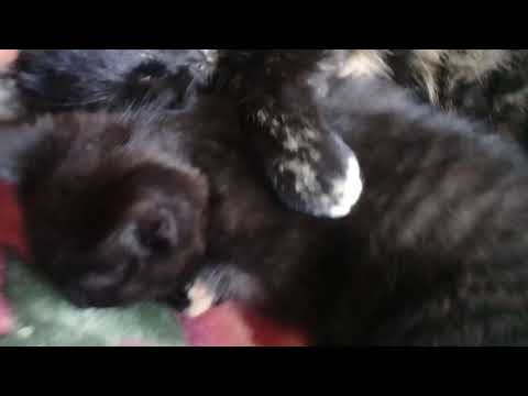 Mom cat huging baby cat so cute