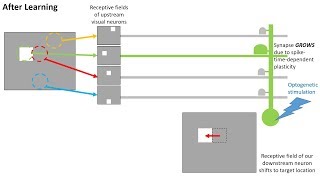 BPF Neuroscience Journal Club on El-Boustani et al. 2018