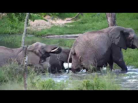 Djuma: Elephant herd with a tiny one - 18:08 - 01/04/21