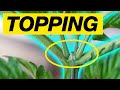 HOW TO TOP A CANNABIS PLANT TOPPING WEED PLANT GUIDE