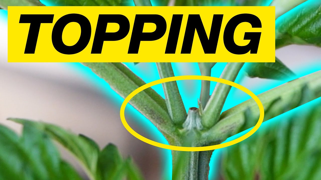 HOW TO TOP A CANNABIS PLANT - TOPPING WEED PLANT GUIDE