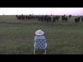 Serenading the cattle with my trombone (Lorde ...