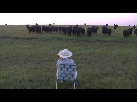Serenading the cattle with my trombone (Lorde - Royals) Video