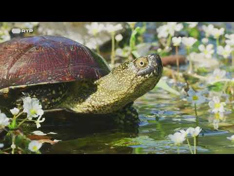 DOCUMENTÁRIO RTP - Portugal, uma História Natural (ALGARVE)