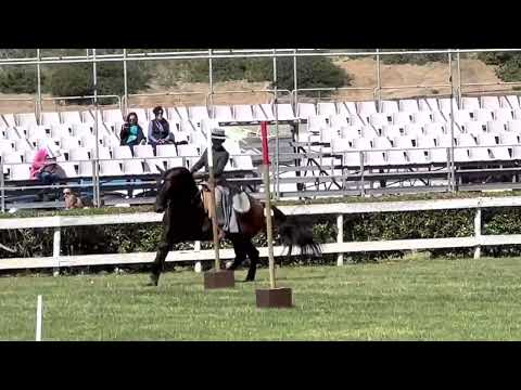 Nicole e Habil de Sena - Maneabilidade 75%