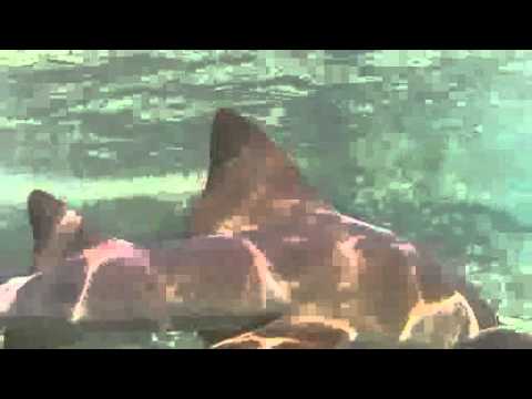 Fun with Nurse Sharks