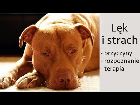 Praca z psem lękowym - Jak pomóc psu który się boi