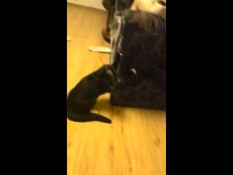 Коты веселятся