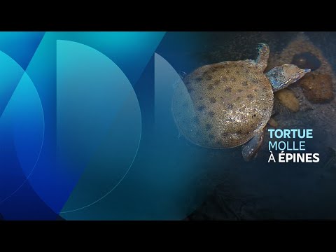 La tortue molle à épines, trésor naturel du Québec