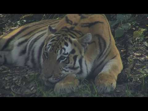 Seth Tiger Pouting - October 8th, 2017 at Big Cat Rescue in Tampa Florida