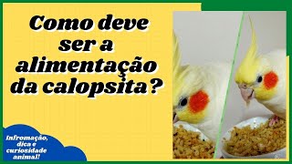 [Calopsita] Como Deve Ser a Alimentao? #shorts 