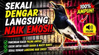 Download lagu SUARA PANCINGAN KACER PALING AMPUH BIKIN KACER NAIK EMOSI SEKETIKA mp3