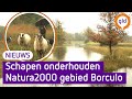 SCHAPEN zorgen voor onderhoud NATURA2000 gebied