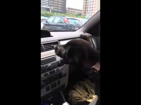 Puppy's First Experience With Air Conditioning Is Adorable