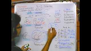 preview picture of video 'Eukaryotic transcription part 2: Polymerase I mediated transcription'