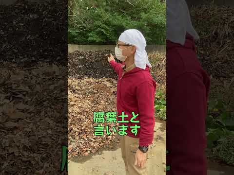 堆肥の中に大きな白い虫がいるのはなぜですか?ケトインかコガネムシの幼虫?  庭園