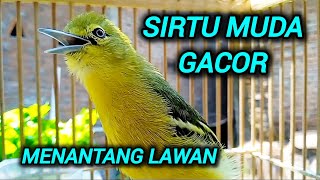 Download lagu SIRTU MUDA GACOR MENANTANG BUNYI LAWAN SUARA VARIASI - AMPUH UNTUK PANCINGAN SIRTU GACOR mp3 Download lagu SIRTU MUDA GACOR MENANTANG BUNYI LAWAN SUARA VARIASI - AMPUH UNTUK PANCINGAN SIRTU GACOR mp3