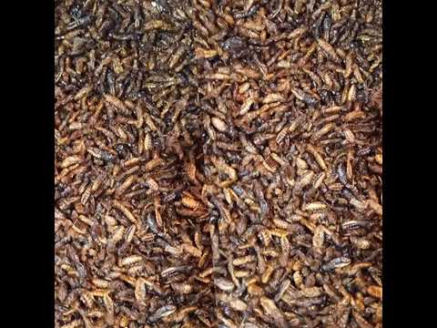 KABAKA BULAMU NE KITAMBO