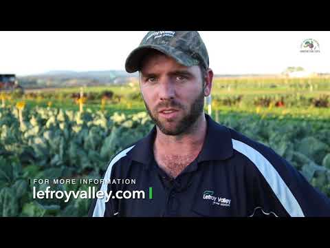 Lefroy Valley Seeds - Kale