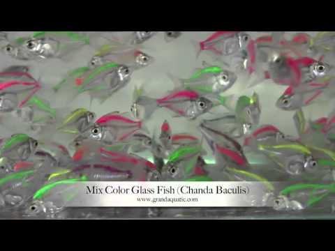 glass fish mix color Chanda Baculis   Aquarium Tropical Fish