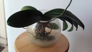 plant update a surprise I really wasn't expecting