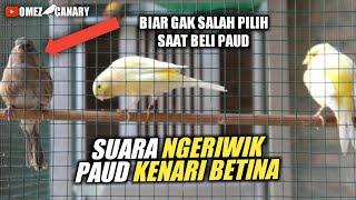 Download lagu PERHATIKAN! Perbedaan suara ngeriwik paud kenari betina dan kenari jantan! Betina juga bisa ngeriwik mp3