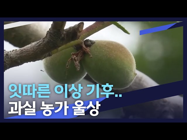 반복되는 이상기후..복숭아 동해 피해 심각