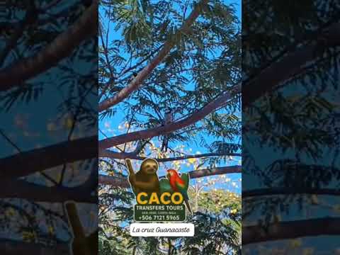 Desde La Cruz guanacaste Costa Rica.cacotrams