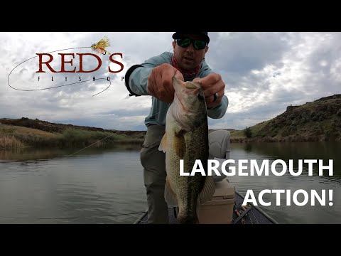 How to Fly Fish for Largemouth Subsurface // Fly Fishing for Bass