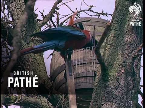 Out Takes / Cuts From Cp 490 - Reel 1 Of 2 - Aviation Fire Training School And Birdland (1964)