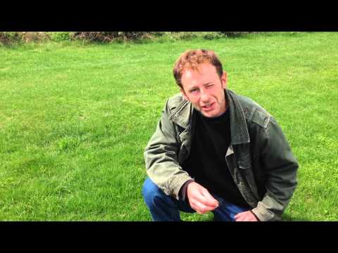 Fairy Ring Champignons, Mousseron, Scotch Bonnets, Marasmius oreades