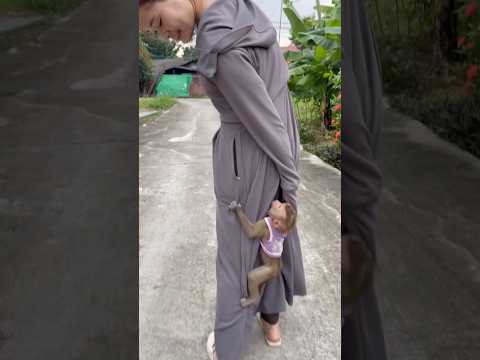 When baby monkey saw its mother returning from the market with fruit,ran out and hugged her tightly.