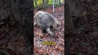 O TAMANHO REAL DO PROBLEMA DOS JAVAPORCOS !