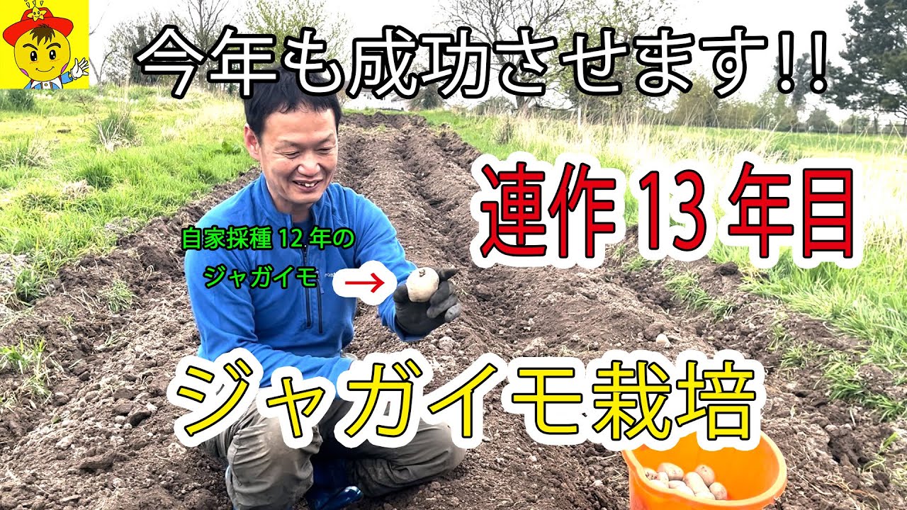 自然栽培ジャガイモの植え付けと野菜の出荷管理|長持ちさせる袋選びと土寄せの重要性