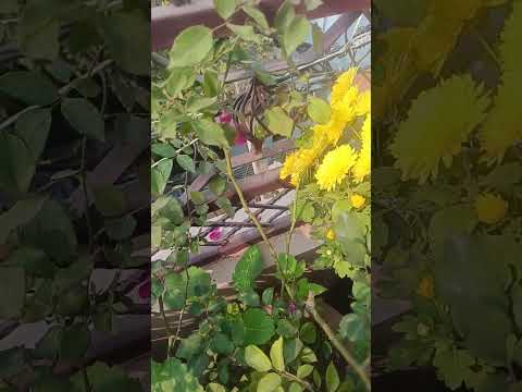 Wait for end #trending #plants #flowers #nature #shorts #viralshort