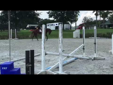 PS Premier Talent - KWPN For Sale (Taloubet Z x Clover Hill)