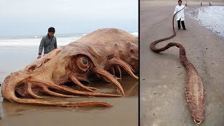 What They Found On the Beach Shocked The Whole World